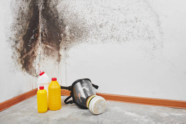 Best Bathroom Mold Remediation in Foreman, AR