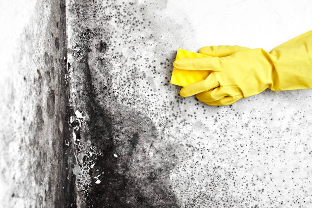 Best DIY Mold Remediation Support Services in Foreman, AR