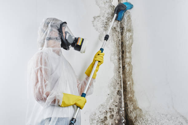 Best Emergency Mold Remediation in Foreman, AR