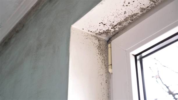 Best Post-Flood Mold Remediation in Foreman, AR