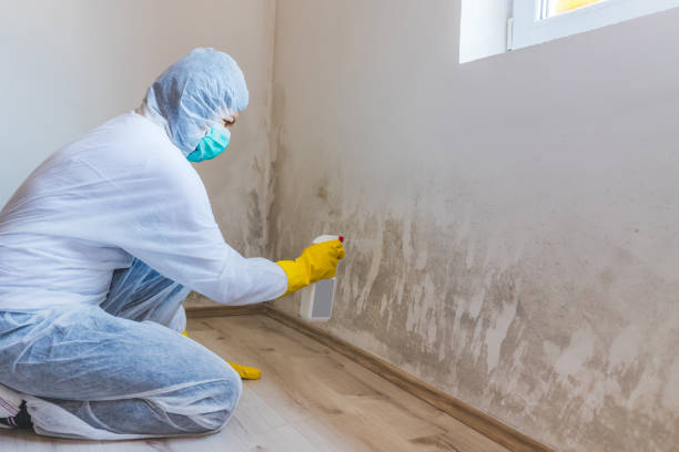 Professional Mold Remediation in Foreman, AR