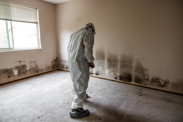 Best Black Mold Remediation in Foreman, AR