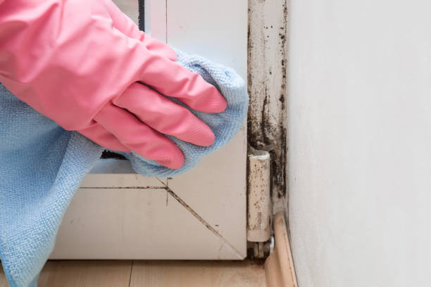 Reliable Foreman, AR Mold Remediation Solutions